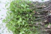 višegodišnja listopadna biljka sitnih nepravilnih grančica koje su pogodne za rezanje i oblikovanje bonsai tehnikom 
ovo su sadnice niskog zakržljalog stabla od kojih tek treba napraviti bonsai  
sadnice su vrlo žbunaste i pogodne odmah za takvu tehniku rezanja 